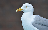 Herring Gull (Larus argentatus)